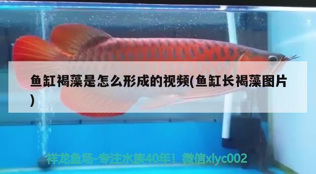 魚缸褐藻是怎么形成的視頻(魚缸長褐藻圖片) 粗線銀版魚