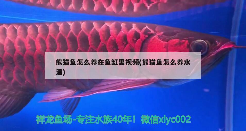 熊貓魚怎么養(yǎng)在魚缸里視頻(熊貓魚怎么養(yǎng)水溫) 白化巴西龜（白巴） 第1張