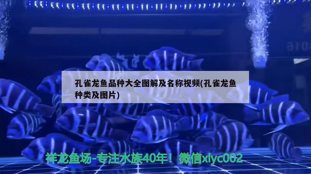 孔雀龍魚品種大全圖解及名稱視頻(孔雀龍魚種類及圖片) 觀賞魚