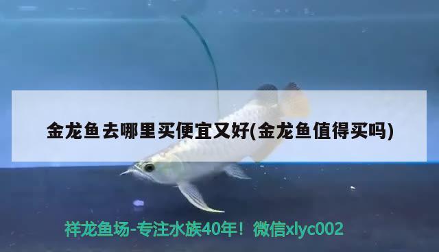 金龍魚去哪里買便宜又好(金龍魚值得買嗎)