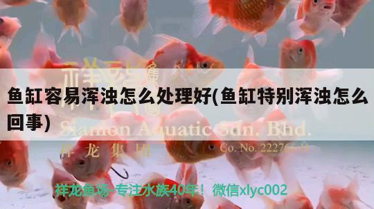 魚缸容易渾濁怎么處理好(魚缸特別渾濁怎么回事)