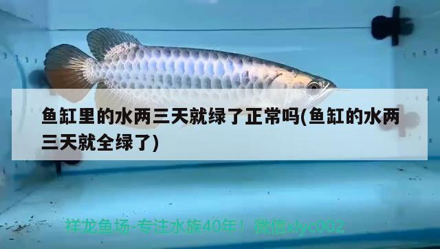 魚缸里的水兩三天就綠了正常嗎(魚缸的水兩三天就全綠了) 祥龍魚場