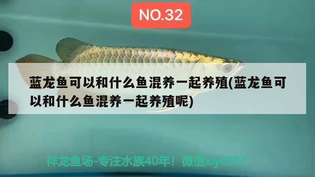 藍龍魚可以和什么魚混養(yǎng)一起養(yǎng)殖(藍龍魚可以和什么魚混養(yǎng)一起養(yǎng)殖呢)