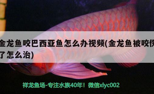 金龍魚咬巴西亞魚怎么辦視頻(金龍魚被咬傷了怎么治) 巴西亞魚