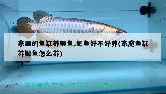 家里的魚(yú)缸養(yǎng)鯉魚(yú),鯽魚(yú)好不好養(yǎng)(家庭魚(yú)缸養(yǎng)鯽魚(yú)怎么養(yǎng))