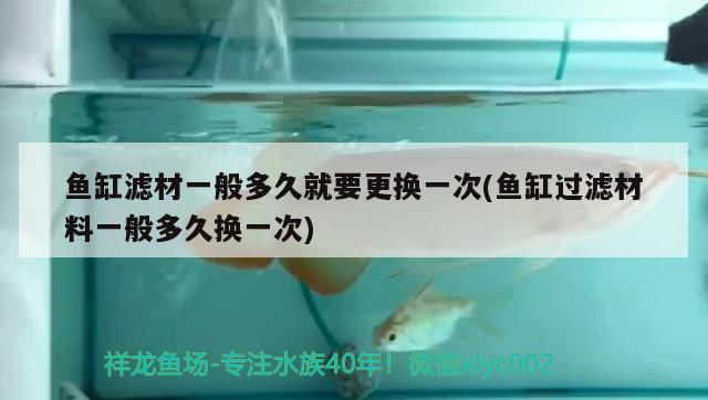 魚缸濾材一般多久就要更換一次(魚缸過濾材料一般多久換一次) 豹紋夫魚苗