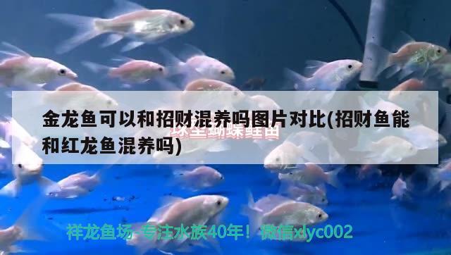 金龍魚可以和招財混養(yǎng)嗎圖片對比(招財魚能和紅龍魚混養(yǎng)嗎)