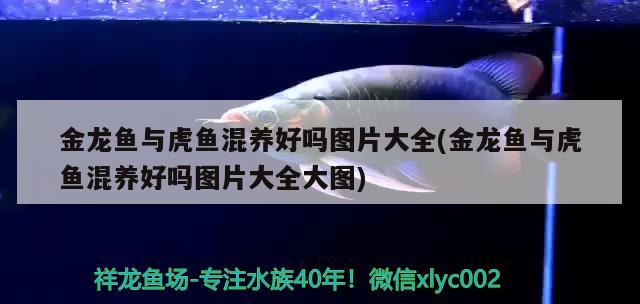 金龍魚與虎魚混養(yǎng)好嗎圖片大全(金龍魚與虎魚混養(yǎng)好嗎圖片大全大圖)