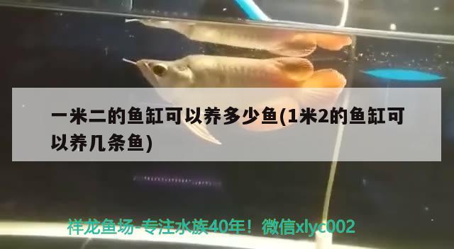 一米二的魚缸可以養(yǎng)多少魚(1米2的魚缸可以養(yǎng)幾條魚) 印尼小紅龍