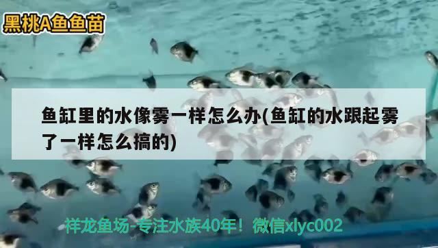 魚缸里的水像霧一樣怎么辦(魚缸的水跟起霧了一樣怎么搞的) 飛鳳魚