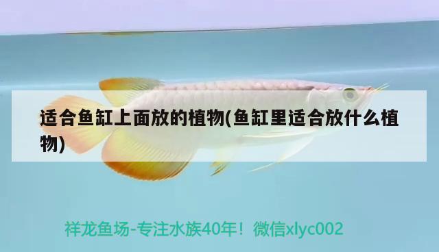 適合魚缸上面放的植物(魚缸里適合放什么植物)