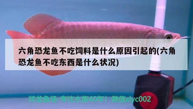 六角恐龍魚不吃飼料是什么原因引起的(六角恐龍魚不吃東西是什么狀況) 帝王血鉆魚