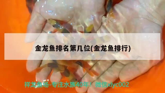 金龍魚排名第幾位(金龍魚排行)