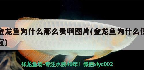 金龍魚(yú)為什么那么貴啊圖片(金龍魚(yú)為什么便宜) 泰龐海鰱魚(yú)