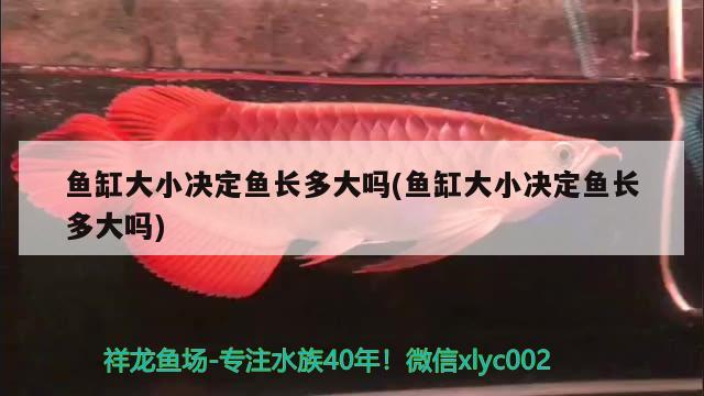 魚缸大小決定魚長多大嗎(魚缸大小決定魚長多大嗎)