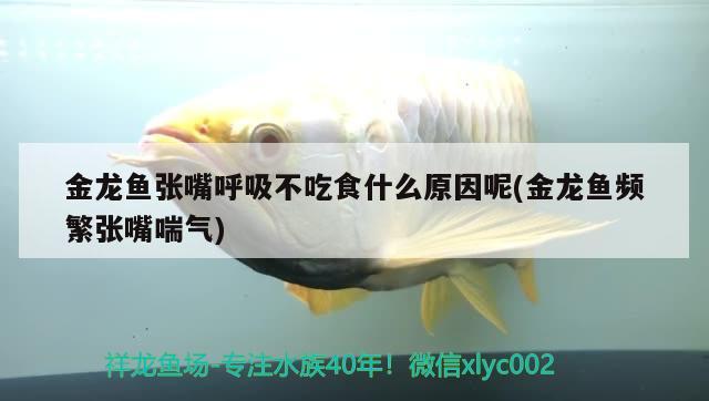 金龍魚張嘴呼吸不吃食什么原因呢(金龍魚頻繁張嘴喘氣) 馬拉莫寶石魚