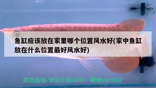 魚(yú)缸應(yīng)該放在家里哪個(gè)位置風(fēng)水好(家中魚(yú)缸放在什么位置最好風(fēng)水好) 魚(yú)缸風(fēng)水