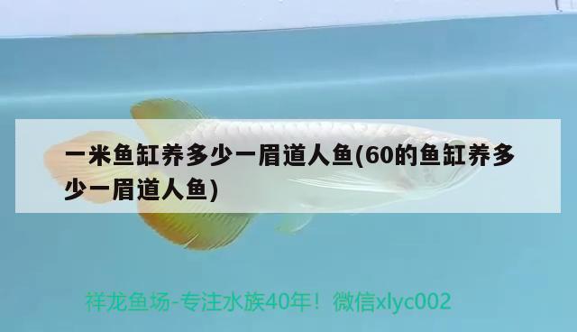 一米魚缸養(yǎng)多少一眉道人魚(60的魚缸養(yǎng)多少一眉道人魚)