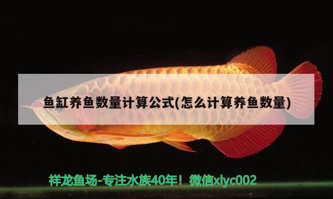 魚(yú)缸養(yǎng)魚(yú)數(shù)量計(jì)算公式(怎么計(jì)算養(yǎng)魚(yú)數(shù)量)