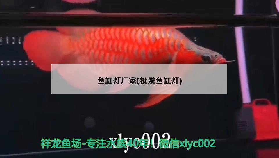 魚缸燈廠家(批發(fā)魚缸燈) 白子紅龍魚