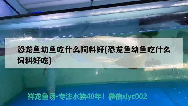 恐龍魚(yú)幼魚(yú)吃什么飼料好(恐龍魚(yú)幼魚(yú)吃什么飼料好吃) 白條過(guò)背金龍魚(yú)