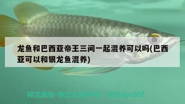 龍魚和巴西亞帝王三間一起混養(yǎng)可以嗎(巴西亞可以和銀龍魚混養(yǎng))