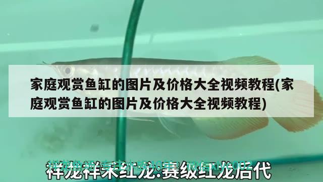 家庭觀賞魚缸的圖片及價格大全視頻教程(家庭觀賞魚缸的圖片及價格大全視頻教程) 二氧化碳設(shè)備