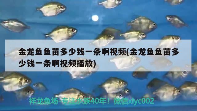 金龍魚魚苗多少錢一條啊視頻(金龍魚魚苗多少錢一條啊視頻播放)