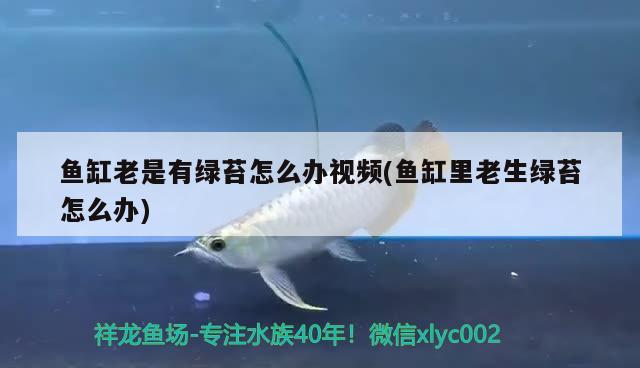 魚缸老是有綠苔怎么辦視頻(魚缸里老生綠苔怎么辦) 巨骨舌魚