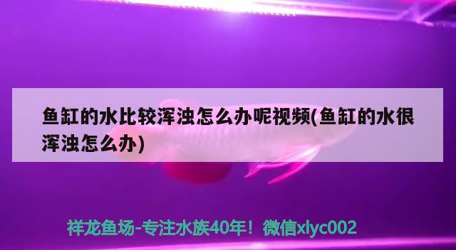 魚缸的水比較渾濁怎么辦呢視頻(魚缸的水很渾濁怎么辦) 進(jìn)口元寶鳳凰魚