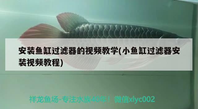 安裝魚缸過濾器的視頻教學(小魚缸過濾器安裝視頻教程)