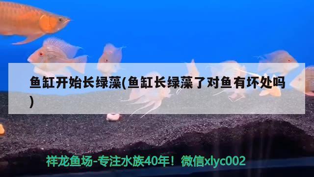 魚缸開始長綠藻(魚缸長綠藻了對(duì)魚有壞處嗎) 恐龍王魚