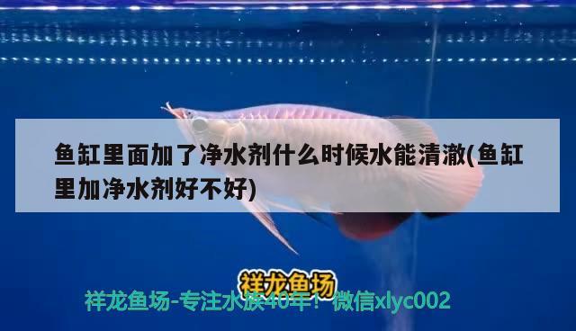 魚缸里面加了凈水劑什么時候水能清澈(魚缸里加凈水劑好不好)