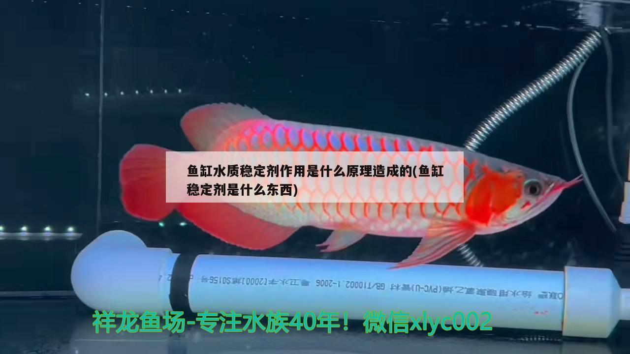 魚缸水質(zhì)穩(wěn)定劑作用是什么原理造成的(魚缸穩(wěn)定劑是什么東西)