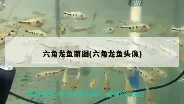 六角龍魚萌圖(六角龍魚頭像)