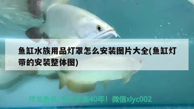 魚缸水族用品燈罩怎么安裝圖片大全(魚缸燈帶的安裝整體圖)