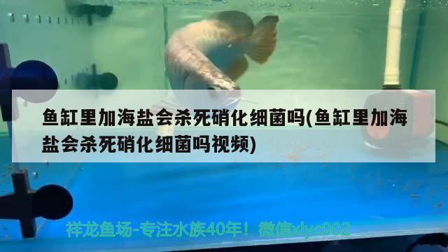 魚缸里加海鹽會(huì)殺死硝化細(xì)菌嗎(魚缸里加海鹽會(huì)殺死硝化細(xì)菌嗎視頻) 硝化細(xì)菌