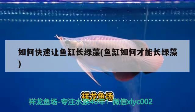 如何快速讓魚缸長綠藻(魚缸如何才能長綠藻) 圖騰金龍魚