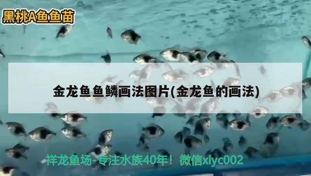 金龍魚魚鱗畫法圖片(金龍魚的畫法) 黃金眼鏡蛇雷龍魚