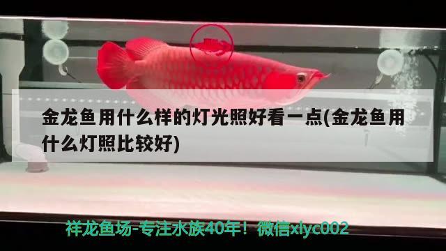 金龍魚用什么樣的燈光照好看一點(金龍魚用什么燈照比較好) 泰國虎魚（泰虎）