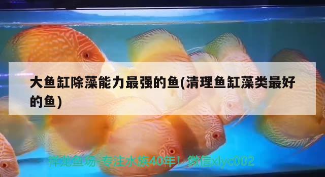 大魚缸除藻能力最強的魚(清理魚缸藻類最好的魚)