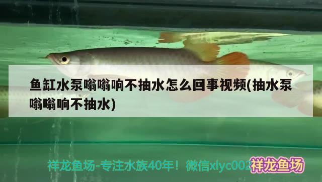 魚缸水泵嗡嗡響不抽水怎么回事視頻(抽水泵嗡嗡響不抽水) 魚缸水泵