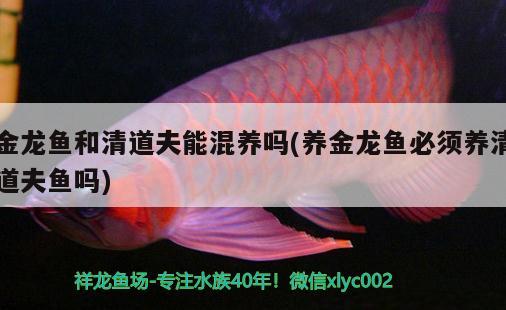 金龍魚和清道夫能混養(yǎng)嗎(養(yǎng)金龍魚必須養(yǎng)清道夫魚嗎)