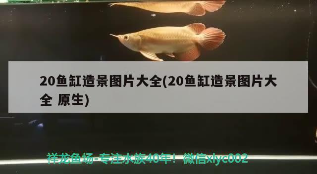 20魚缸造景圖片大全(20魚缸造景圖片大全原生) 其他益生菌