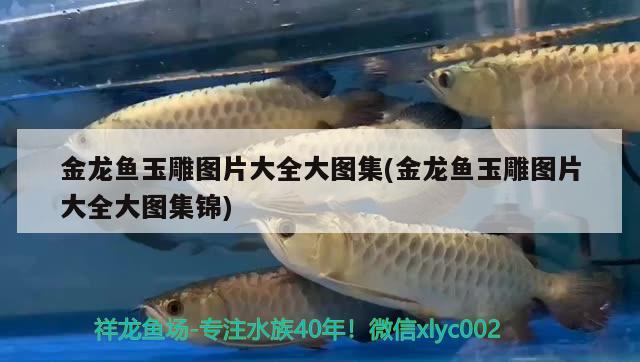 金龍魚玉雕圖片大全大圖集(金龍魚玉雕圖片大全大圖集錦) 粗線銀版魚苗