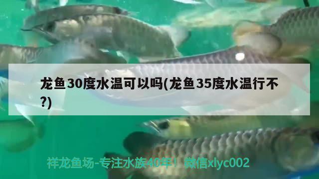 龍魚30度水溫可以嗎(龍魚35度水溫行不?) 養(yǎng)魚知識