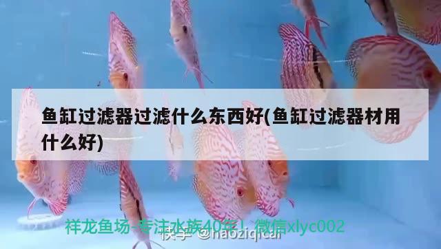 魚缸過濾器過濾什么東西好(魚缸過濾器材用什么好) 小型觀賞魚