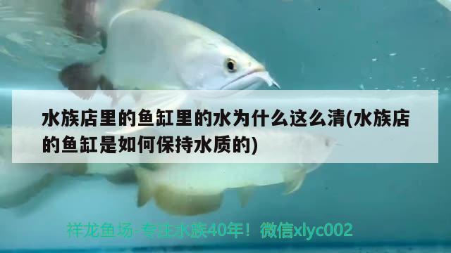 水族店里的魚缸里的水為什么這么清(水族店的魚缸是如何保持水質(zhì)的)