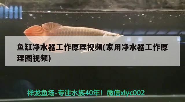 魚缸凈水器工作原理視頻(家用凈水器工作原理圖視頻)