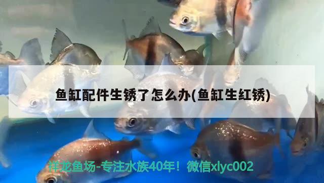 魚缸配件生銹了怎么辦(魚缸生紅銹) BD魟魚